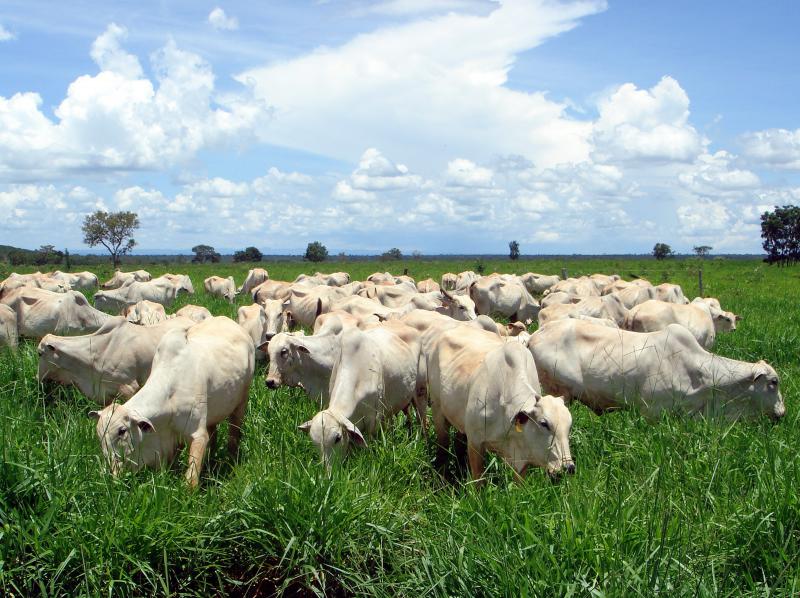 Etapas para formar bem uma pastagem Etapas para formar bem uma pastagem
